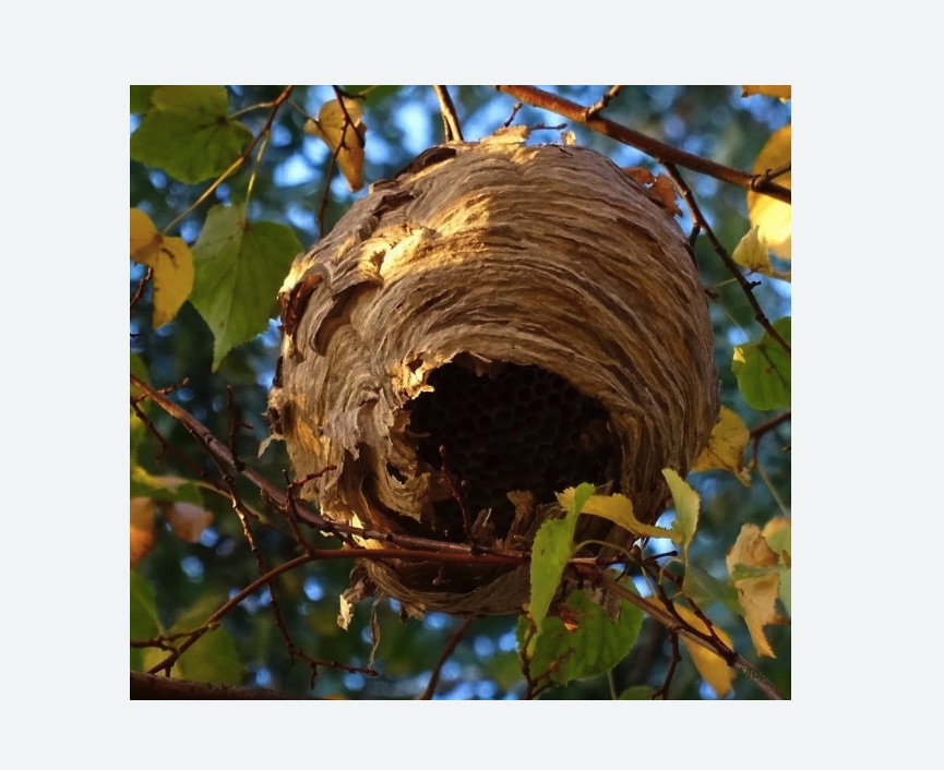 Обработка от шершней Прокудское