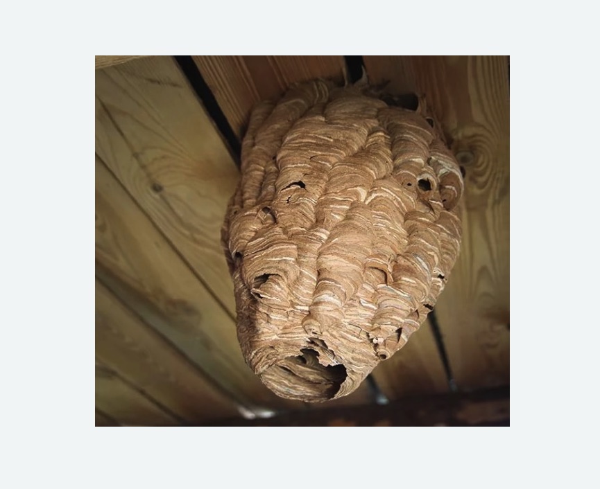 обработка от шершней Прокудское