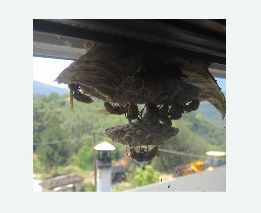 Уничтожение гнёзд шершней Прокудское