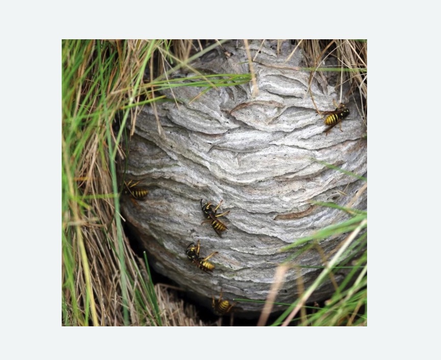 Уничтожение ос и ульев Прокудское